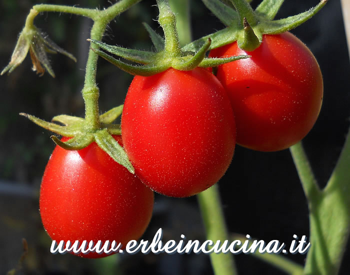 Pomodori Crovarese maturi / Ripe Crovarese tomatoes
