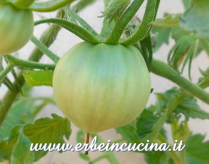 Piccolo pomodoro Cuore di Bue / Small Ribbed (Cuore di Bue) Tomato