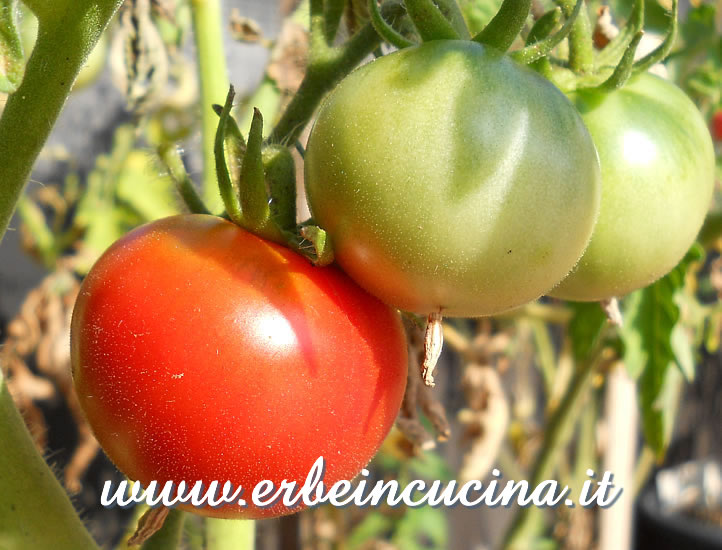 Pomodori First in the Field a vari stadi di maturazione / Ripe and unripe First in the Field tomatoes
