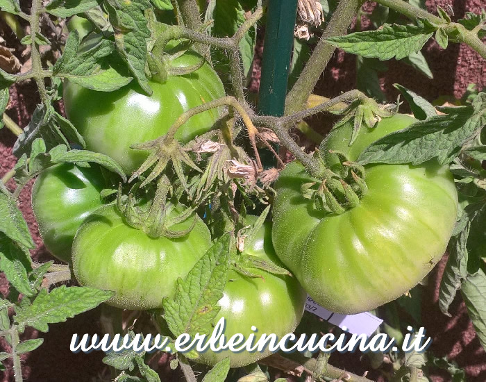 Pomodori Flame non ancora maturi / Unripe Flame tomatoes