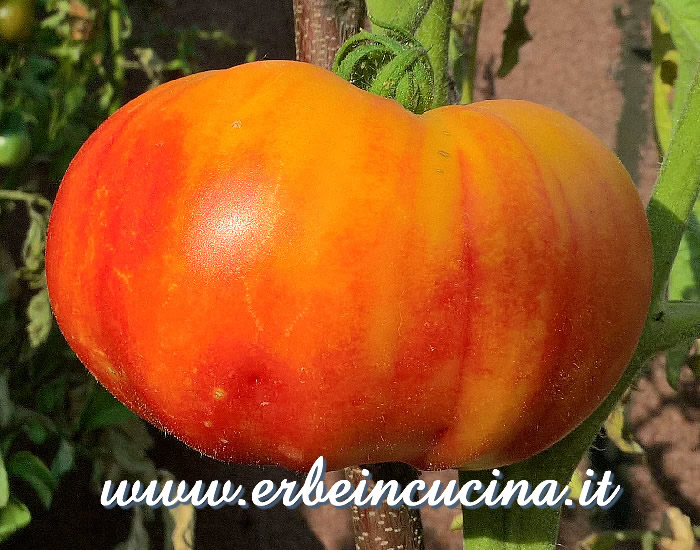 Pomodoro Flame maturo / Ripe Flame tomato