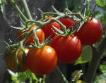 Pomodoro Gardener's Delight