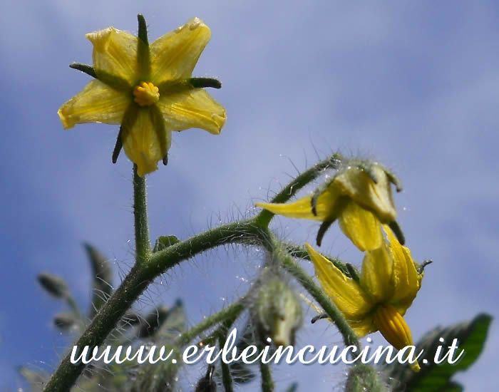 Fiori di pomodoro Gardener's Delight / Gardener's Delight tomato flowers