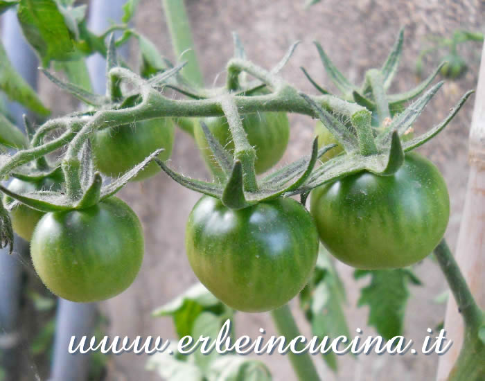 Pomodori Gardener's Delight non ancora maturi / Unripe Gardener's Delight tomatoes