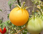 Garden Peach tomato