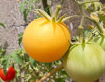 Pomodoro Garden Peach