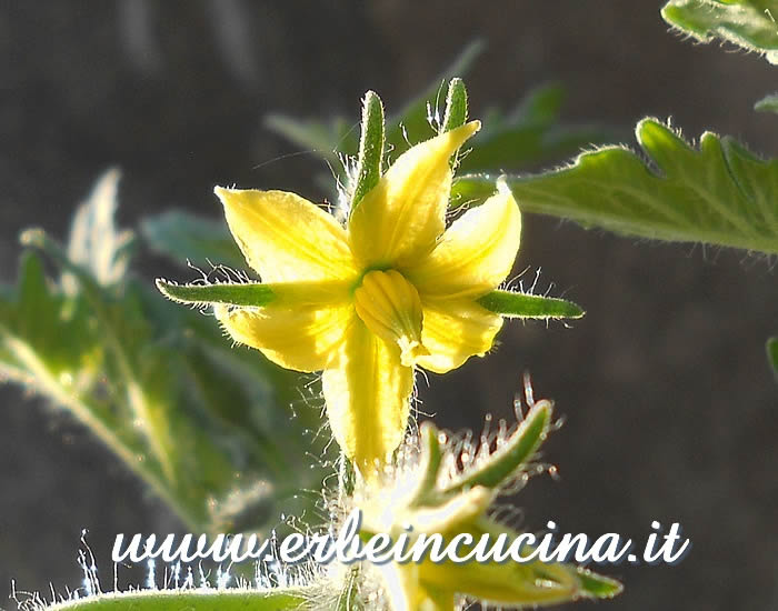 Fiore di pomodoro Garden Peach  / Garden Peach Tomato flower