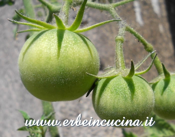 Pomodori Garden Peach non ancora maturi / Unripe Garden Peach Tomatoes