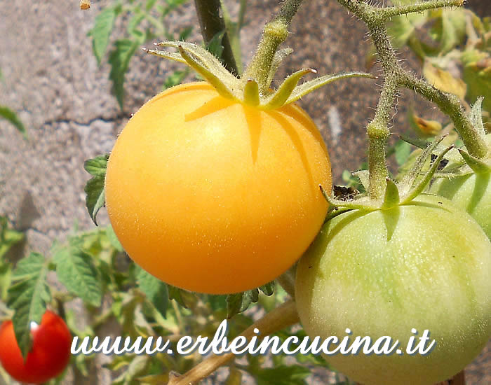 Pomodoro Garden Peach maturo / Ripe Garden Peach Tomato