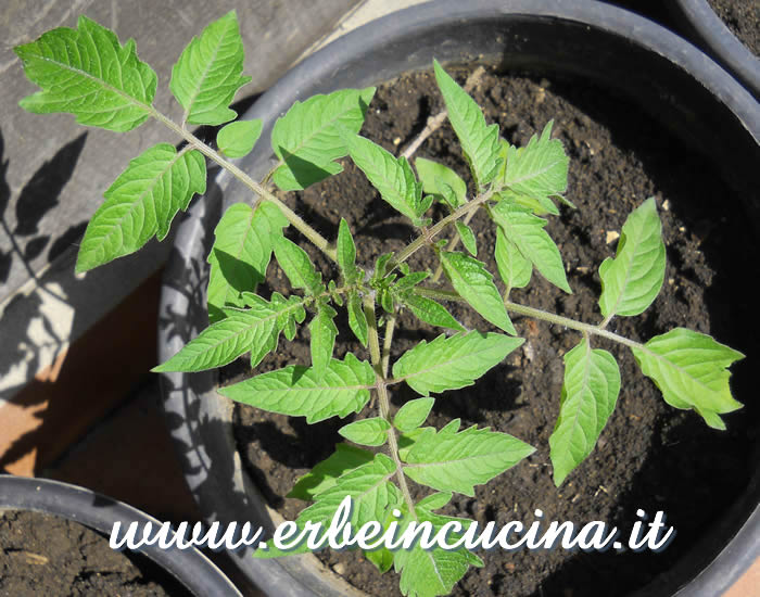 Pianta di pomodoro Golden Sunrise / Golden Sunrise tomato plant