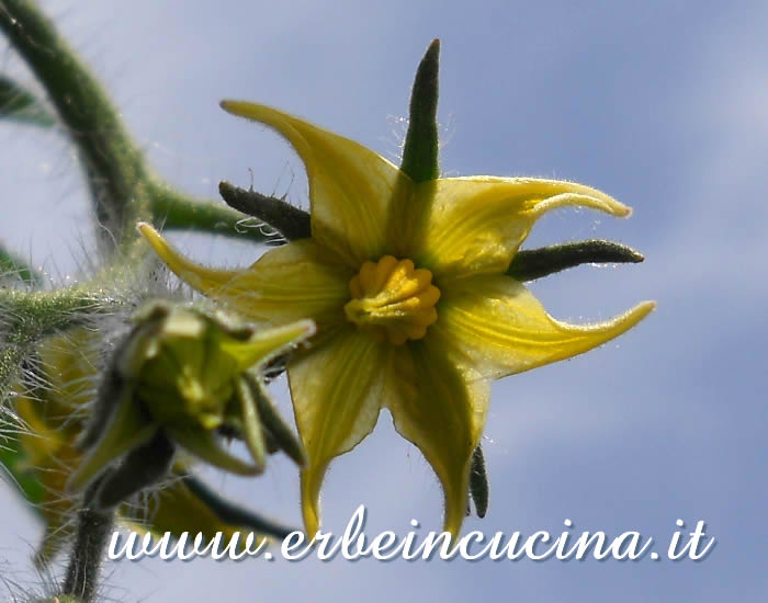 Fiore di pomodoro Golden Sunrise / Golden Sunrise tomato flower