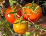 House tomato