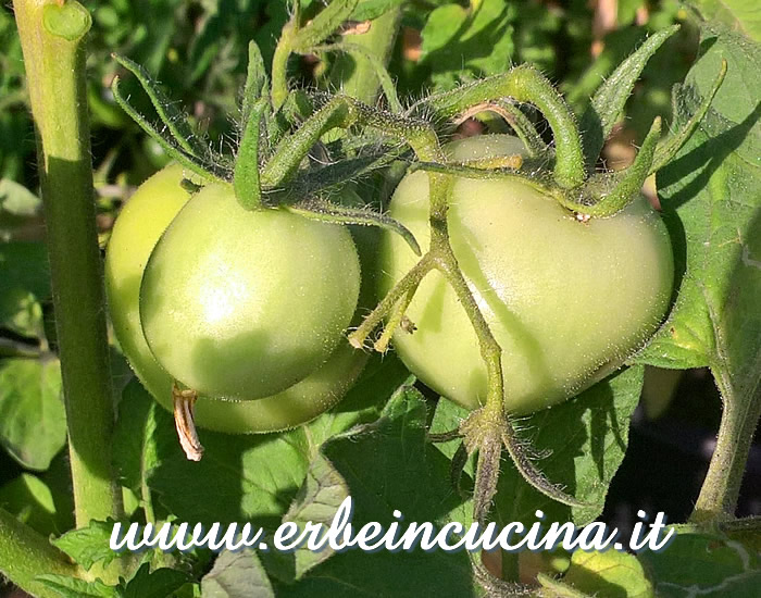 Pomodori House non ancora maturi / Unripe House tomato