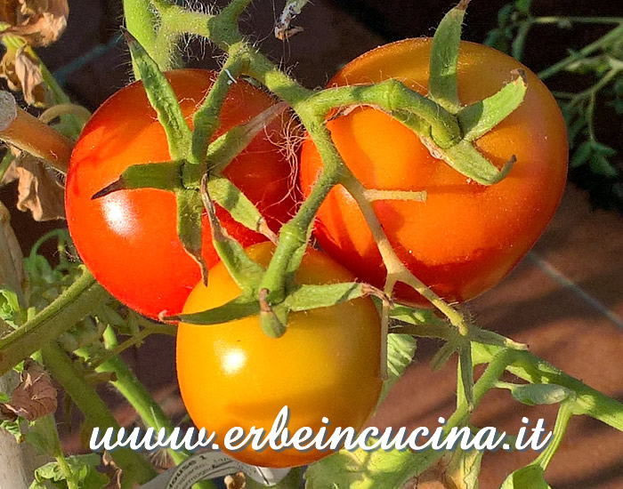 Pomodori House maturi / Ripe House tomato