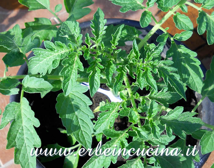 Pianta trapiantata di pomodoro Ildi / Ildi tomato young plant