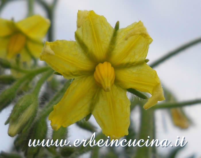 Fiore di pomodoro Ildi / Ildi tomato flower