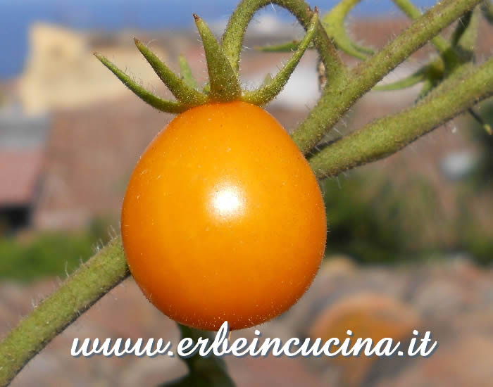 Pomodoro Ildi maturo / Ripe Ildi tomato