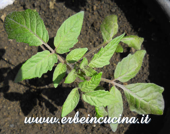 Pianta di pomodoro Kellogs Breakfast / Kellogs Breakfast tomato plant