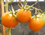 Pomodoro Leccese Giallo