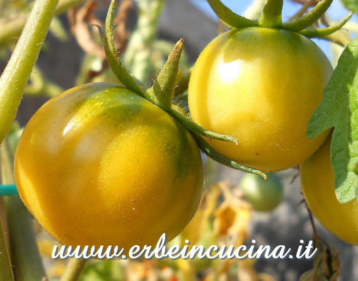 Pomodori Leccese giallo in maturazione / Unripe Leccese yellow tomatoes