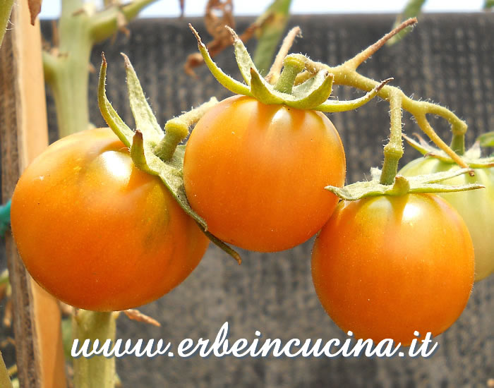 Pomodori Leccese giallo maturi / Ripe Leccese yellow tomatoes