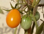 Pomodoro datterino giallo (Lemon Plum)