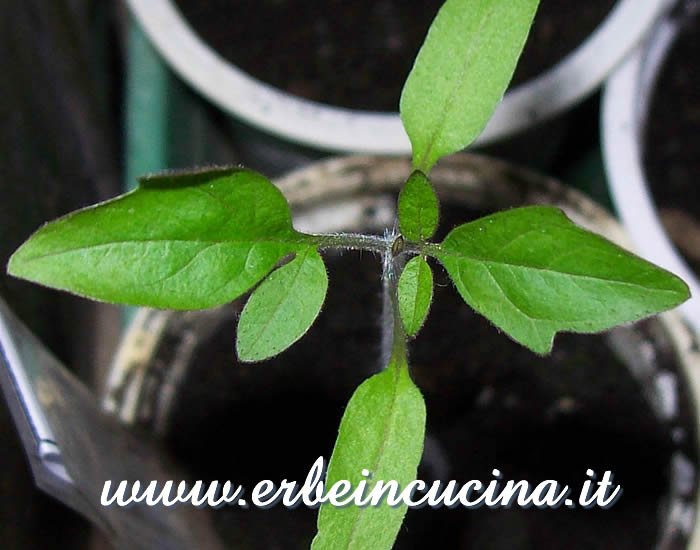 Pomodoro Lemon Plum, prime foglie vere / Lemon Plum Tomato Plant, first true leaves