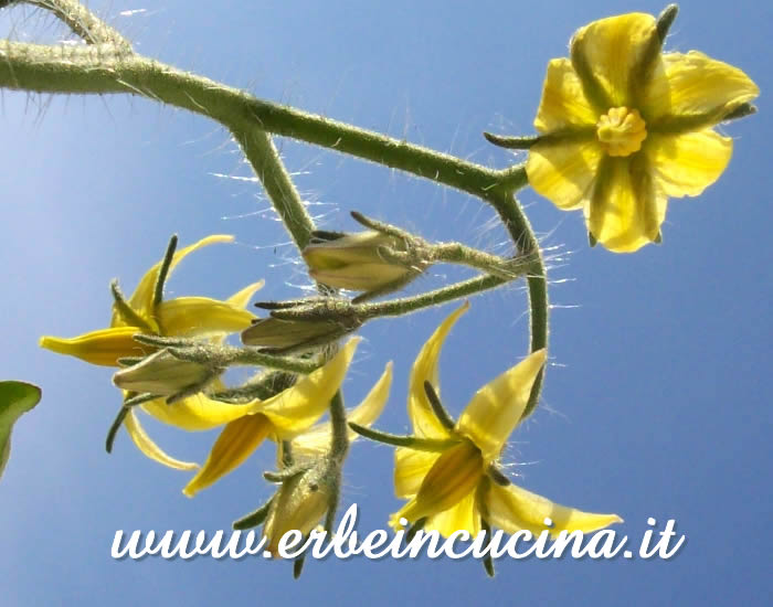 Fiori di pomodoro Lemon Plum / Lemon Plum Tomato Flowers