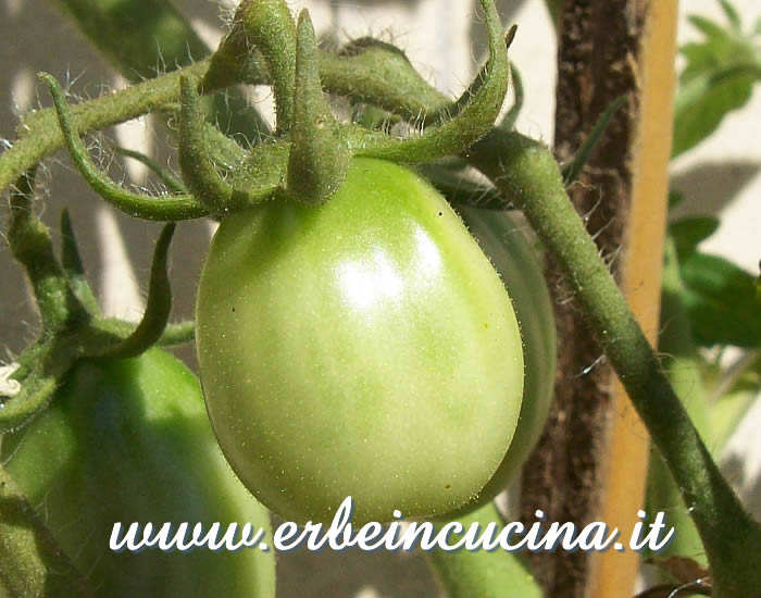 Pomodoro Lemon Plum non ancora maturo / Unripe Lemon Plum Tomato