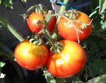 Pomodoro Marmande