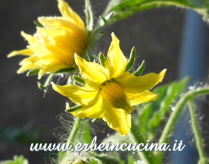 Fiore di pomodoro Marmande  / Marmande Tomato flower