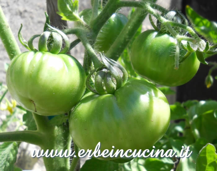 Pomodori Marmande non ancora maturi / Unripe Marmande Tomatoes