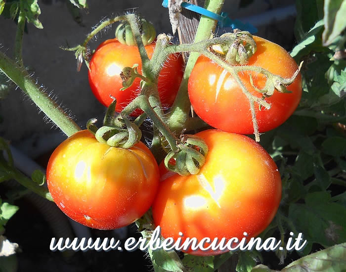Pomodori Marmande maturi / Ripe Marmande Tomatoes