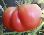 Mortgage Lifter tomato