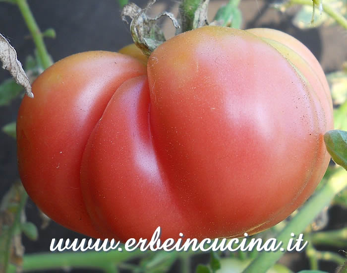 Pomodoro Mortgage Lifter maturo / Ripe Mortgage Lifter tomato