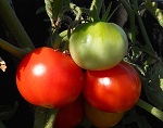 Muchamiel Tardio tomato