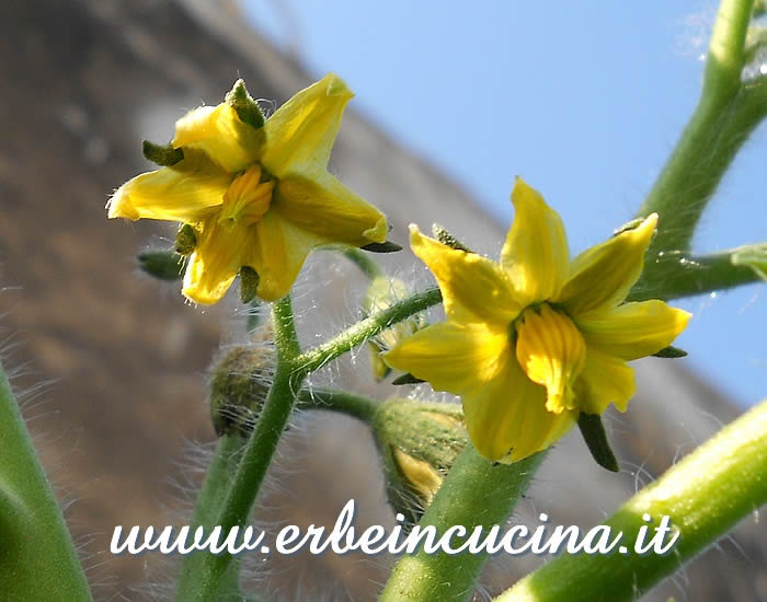 Fiori di pomodoro Muchamiel Tardio / Muchamiel Tardio Tomato flowers