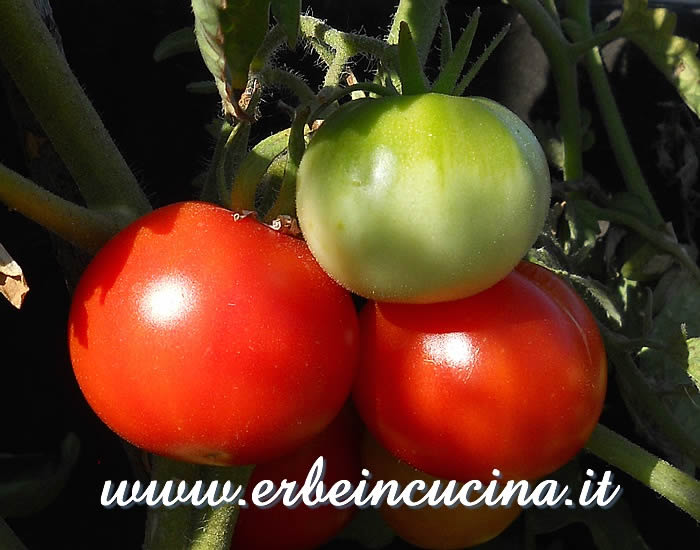 Pomodori Muchamiel Tardio a vari stadi di maturazione / Ripe and unripe Muchamiel Tardio Tomatoes