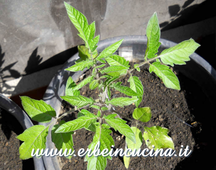 Pianta di pomodoro Ponderosa Orange / Ponderosa Orange tomato plant