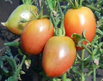 Purple Russian Plum tomato