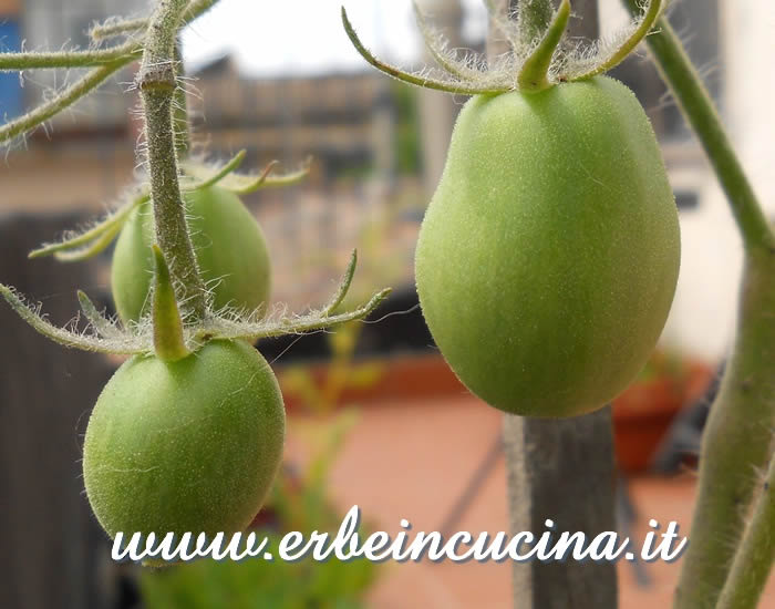 Pomodori datterini Purple Russian non ancora maturi / Unripe Purple Russian Plum Tomatoes