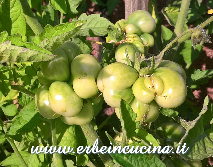Pomodori Reisetomate non ancora maturi / Unripe Reisetomate tomato