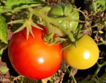 Saint Pierre tomato