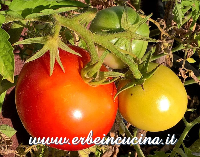 Pomodori Saint Pierre a vari stadi di maturazione / Ripe and unripe Saint Pierre tomatoes