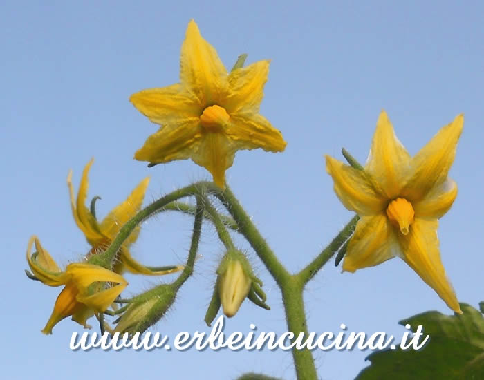 Fiori di pomodoro Salchicha / Salchicha tomato flowers