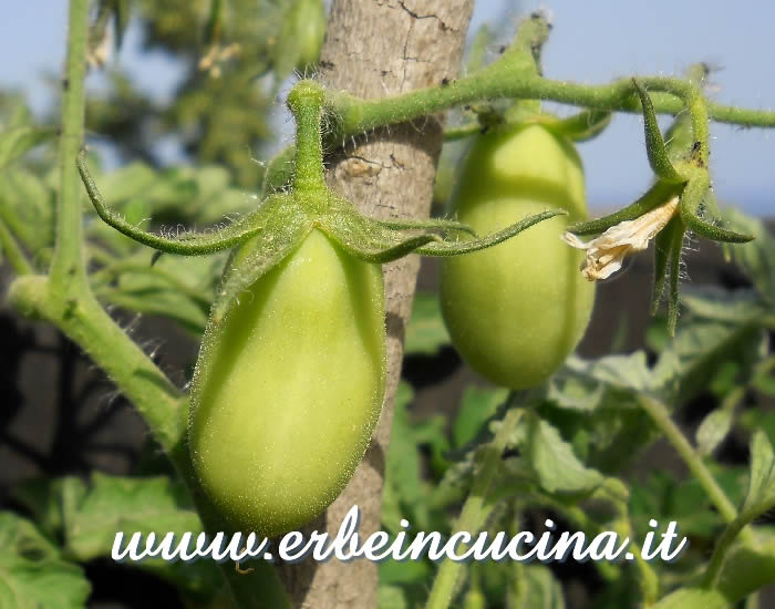 Pomodori Salchicha non ancora maturi / Unripe Salchicha Tomatoes