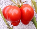 Soldaki tomato