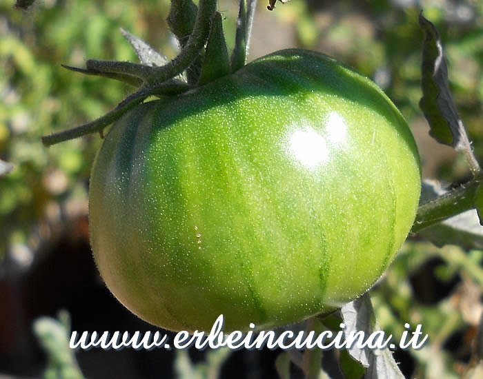 Pomodoro Soldaki non ancora maturo / Unripe Soldaki tomato