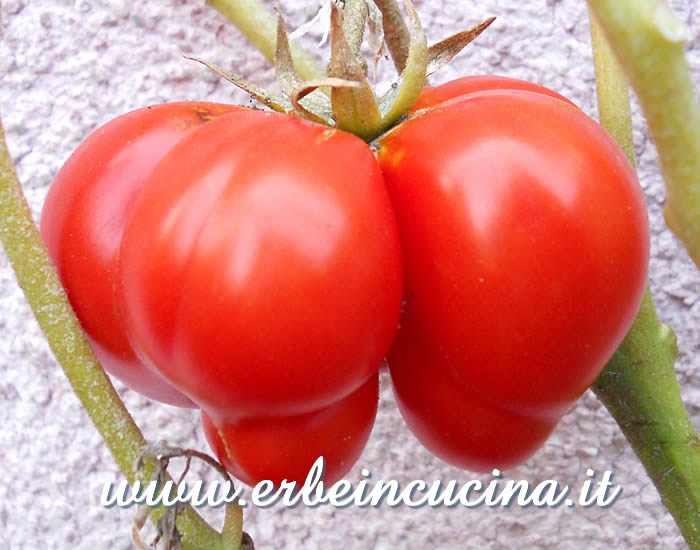 Pomodoro Soldaki maturo / Ripe Soldaki tomato