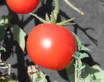  Sub Arctic Plenty tomato